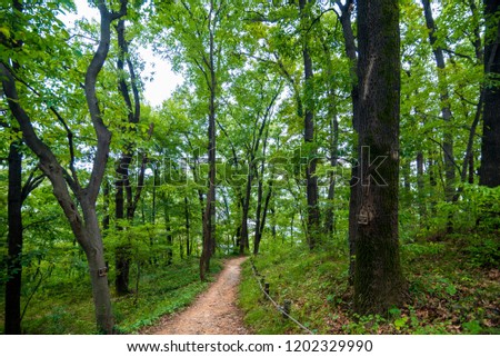A small forest area in Korea Royalty-Free Stock Photo #1202329990