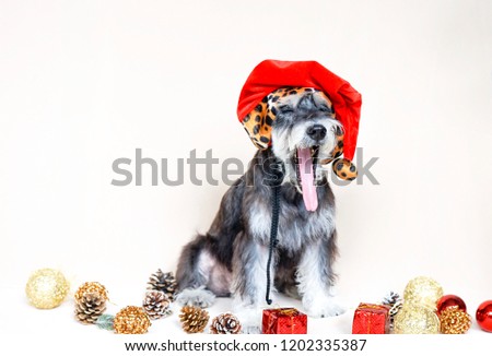 A lazy black miniature schnauzer dog yawning opening mouth widely with long tongue out wearing Santa Claus’s hat surrounded with Christmas ornaments with copy space
