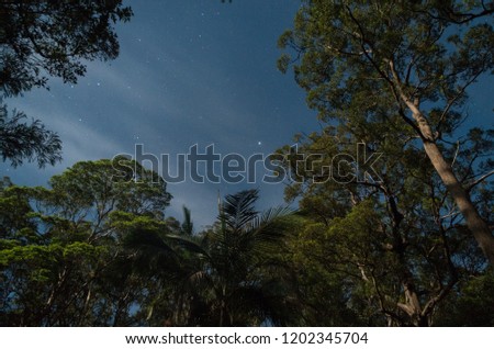 Stars between moonlight trees in Mapleton National Park