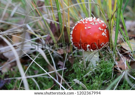 Fly agaric in the dutch woods, state Drenthe picture taken in autumn time