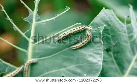 Close up caterpillars eat cabbage leaves