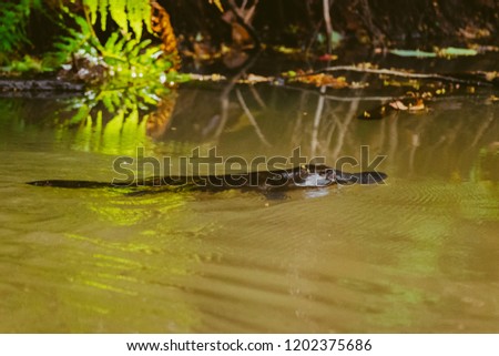 Platypus in a river from aboth
