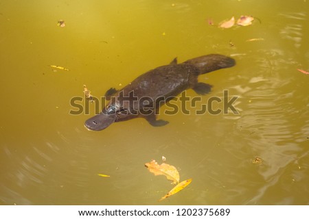 Platypus in a river from aboth