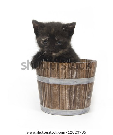 A kitten sits inside of a weathered, wooden flower pot. One in a series
