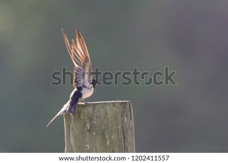 Barn Swallow sitting on post in Hertfordshire, England