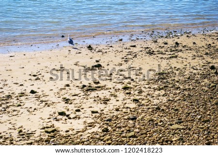 Seagull on the beach of the coast of the bay of Cadiz, Andalusia. Spain
