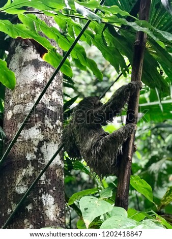 Sloth in the Costa Rican rainforest