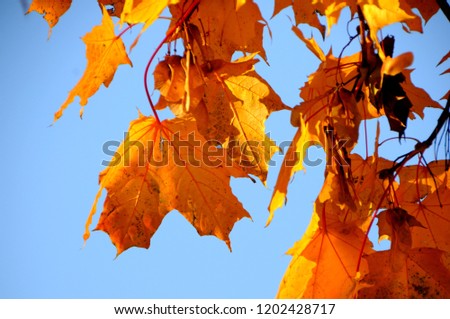 Golden maple leaves with touches of sunshine against blue sky background