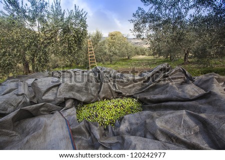Olives harvesting in a field in Greece Royalty-Free Stock Photo #120242977