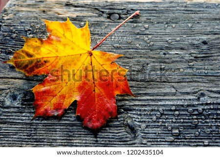 Maple leaf on a wooden background with water droplets