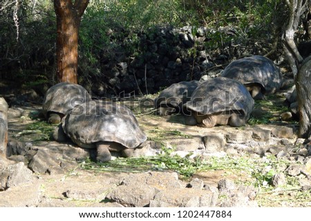 Turtles, Puerto Ayora, Santa Cruz Island, Galapagos Islands, Equador 