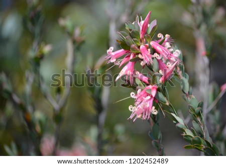 Australian native Pink Five-Corners Flowers, Styphelia triflora, family Ericaceae, growing in heath along the Little Marley Firetrail,