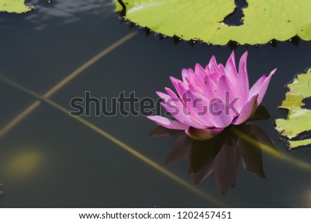 Lotus Flower Bangkok Thailand.