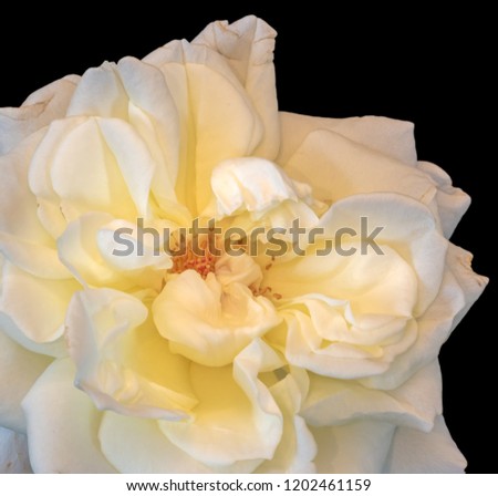 Color fine art still life bright floral macro flower image of a the inner of a single isolated yellow white wide open rose blossom, black background,detailed texture