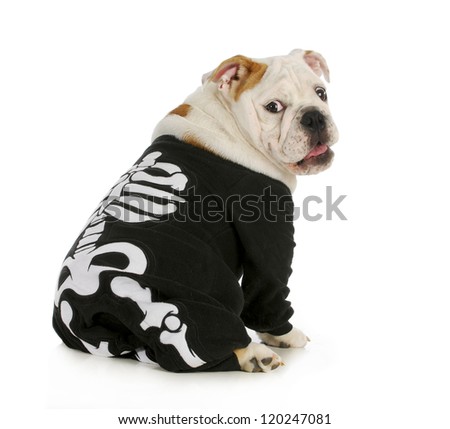 dog skeleton - english bulldog wearing skeleton costume with funny expression Royalty-Free Stock Photo #120247081