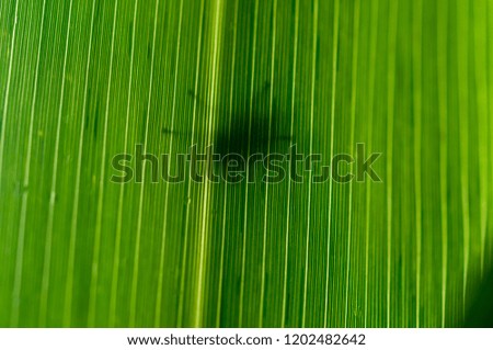 Backlighting detail of Common housefly (Musca domestica)'s silhouette through a green cane,reed's leaf (Arundo donax) in natural environment on Vilanova del Valles, catalonia, spain, europe