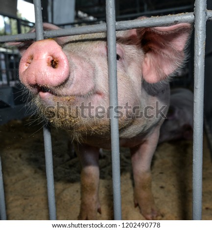 Pig portrait close up. Funny pink pig with a big snatch behind bars looking into camera, Farm animals