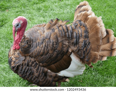 Meleagris gallopavo - domestic Turkey, links to christmas and thanksgiving celebration meals