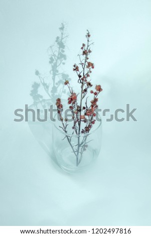 Dry flowers in the mist.