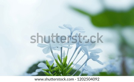 Close up of white and purple flower, unfocused