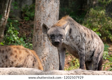 Close-up of spotted hyena (Crocuta crocuta).