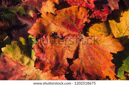Creative layout of colorful autumn leaves. Season concept. Copyspace included.