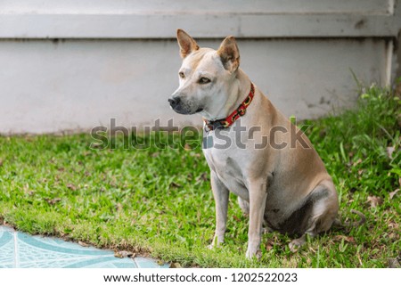 Dog outdoors. Dog portrait.