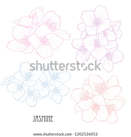 Decorative jasmine  flowers set, design elements. Can be used for cards, invitations, banners, posters, print design. Floral background in line art style