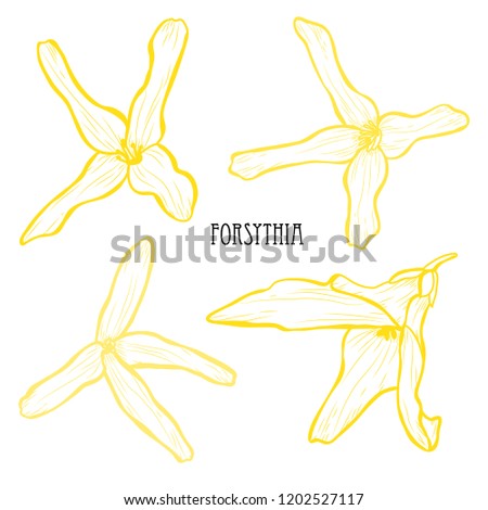 Decorative forsythia flowers set, design elements. Can be used for cards, invitations, banners, posters, print design. Floral background in line art style
