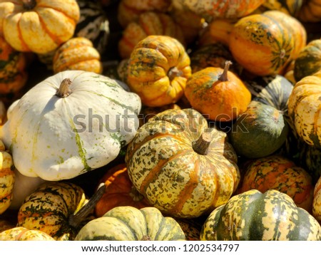 All kinds of newly harvested squashes and pumpkins