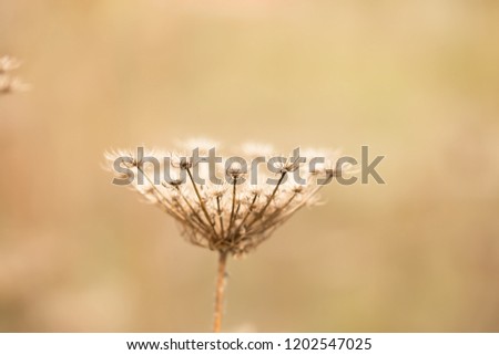 Autumn dry flower