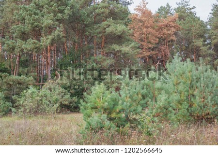 Summer in a pine forest.Nature in the vicinity of Pruzhany, Brest region,Belarus.