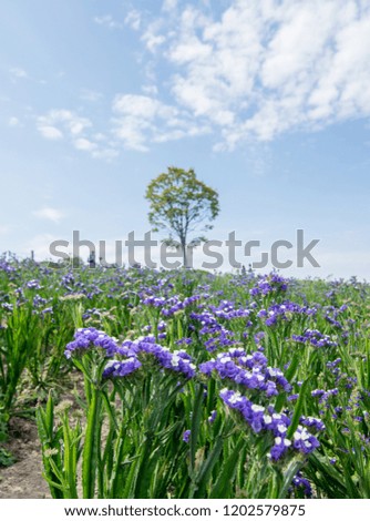 Vertical picture of outstanding tree around with lavender field at Shikisai No Oka, Biei, Hokkaido, Japan during a summer season.