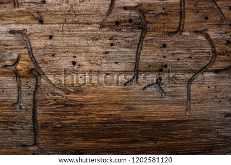 pine wood texture with fantastic natural patterns left by insects and time close-up background for design