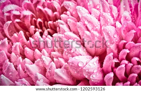 Petals of large pink chrysanthemums in dewdrops close-up.