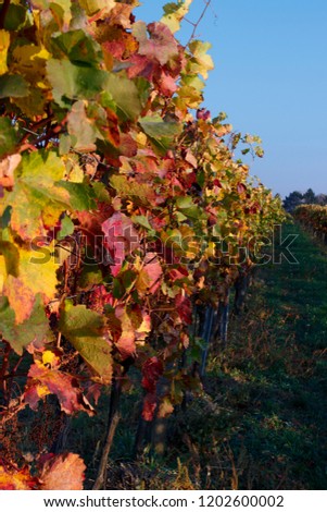 vines in variuos colours in a row