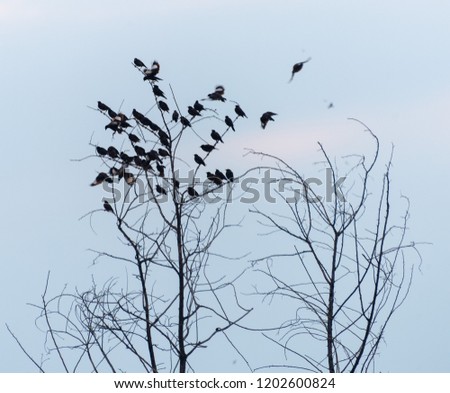Flock of birds on tree