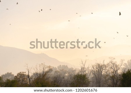 many kites in the sky against the backdrop of the mountain during sunset