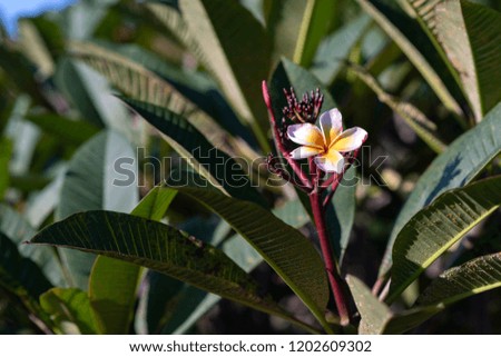 On frangipani flower in its tree