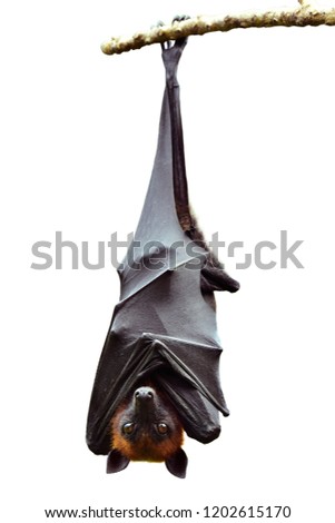 Bat, Hanging Lyle's flying fox isolated on white background, Pteropus lylei Royalty-Free Stock Photo #1202615170