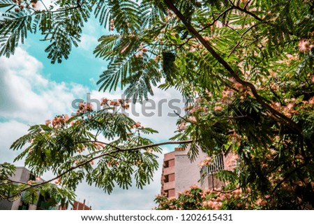 Tropical Sky View Through a Tree