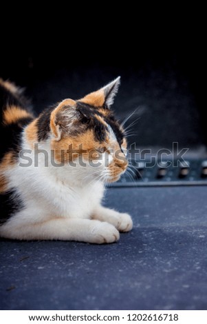 An european cat living in animal shelter in Belgium