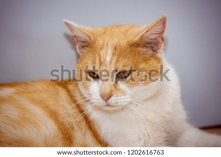 An european cat living in animal shelter in Belgium