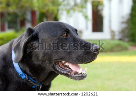 Color DSLR stock picture of a pure bred black labrador retriever dog.  Canine is panting and wearing a blue collar.  Horizontal orientation with copy space for text.