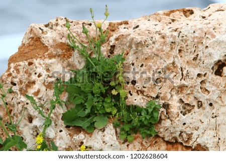 green plants grew on stones
