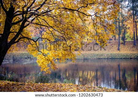 autumn trees and leaves in a park overlooking the lake