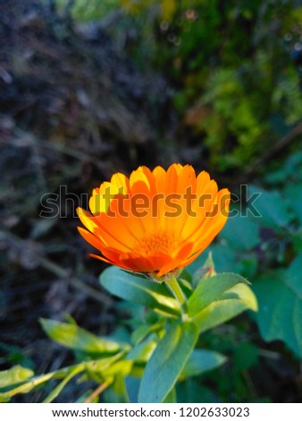 orange flower Pot marigold.Oregon checkermallow.Calendula officinalis