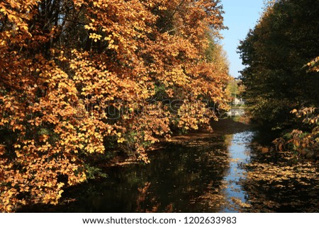 Falling yellow, orange and red autumn leaves in beautiful nature background