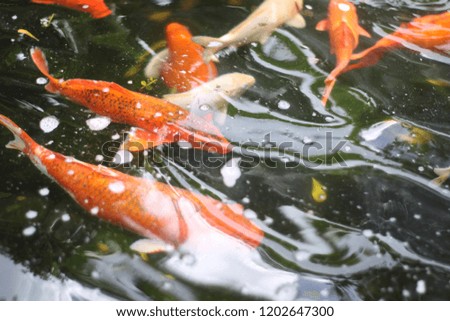 beautiful fishes in the lake