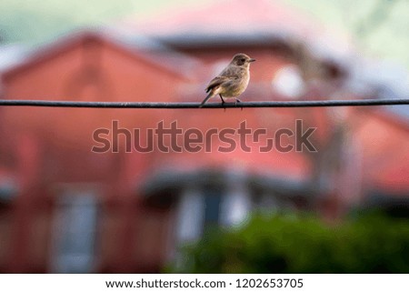 Small stonchat Bird in front of house front on wire